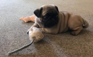 Mops hvalpe fawn